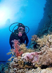 Lyn eyeing a scorpionfish by Geoff Spiby 